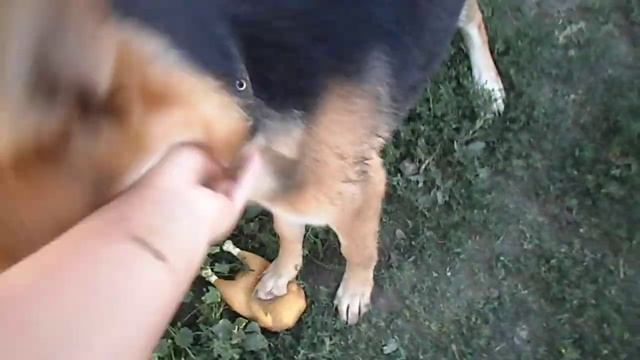 Щенок ВЕО учит команду смотреть онлайн