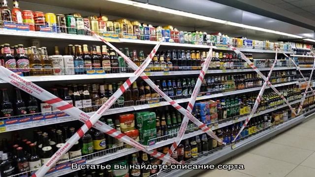 Пасленовые смотреть онлайн