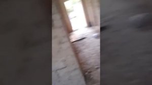 Как избавиться от диких пчел