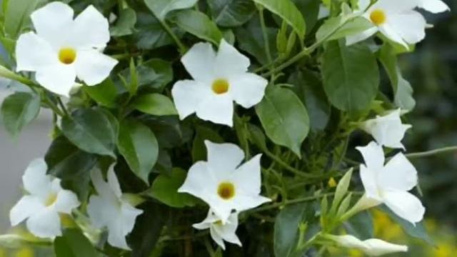 മഴക്കാലങ്ങളിൽ നിറയെ പൂക്കുന്ന ചെടികൾ|malayalam gardening videos|chedikal pookkan|plants in malayala смотреть онлайн