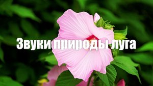 Звук природы на зеленом луге для отдыха