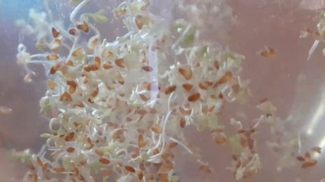 Микрозелень кресс-салат, лён, чиа выращивать легко. смотреть онлайн