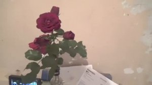 Сколько стоит перенос  газового котла//Осенние ягоды