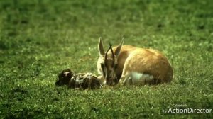 Хайвонот оламидан янги видео. Hayvonol olamidan yangi video