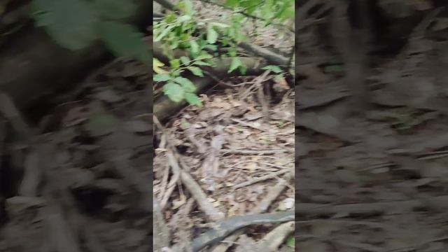 Трутовик чешуйчатый (Polyporus squamosus) - люблю с ним готовить суп