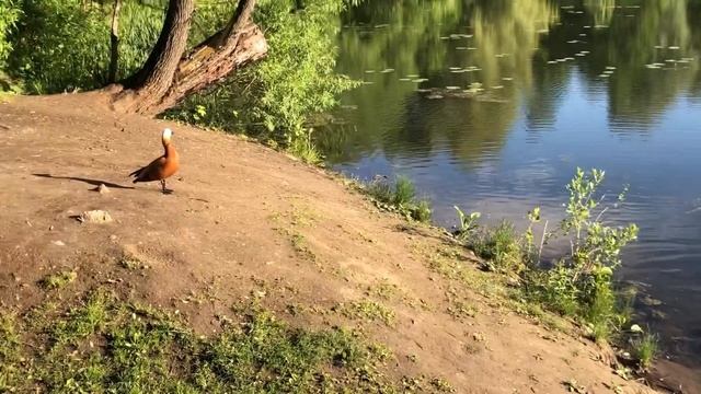 28.05.23 У огарей появились утята смотреть онлайн