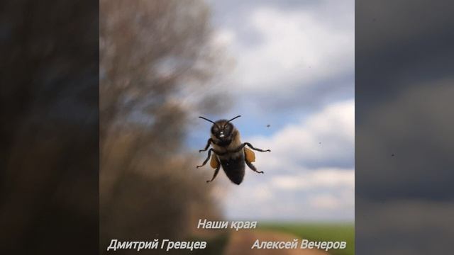 Дмитрий Гревцев и Алексей Вечеров - Наши края смотреть онлайн