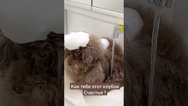 Пушистая собака . Не знаю,что за порода , подскажите! смотреть онлайн