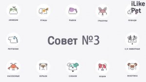 Как подготовить собаку к поездке на дачу?