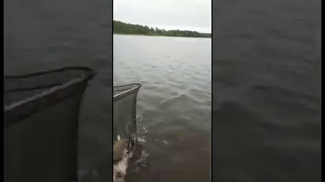 Рыбу надо уметь ловить! смотреть онлайн