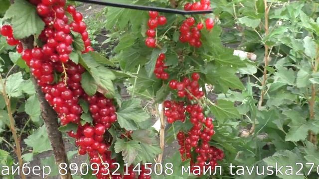 СВЯТОМИХАЙЛОВСКАЯ очень урожайный сорт красной смородины смотреть онлайн