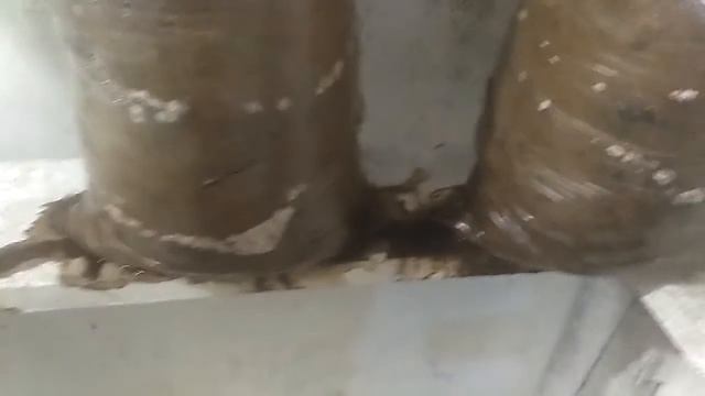 Выращивание ВЕШЕНКИ на Опилках(тырсе)