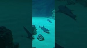 Москвариум. 24 июня 2022 г.