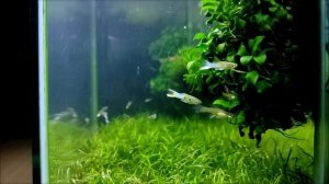 Аквариум 15 литров без дополнительной фильтрации. Два года после запуска.