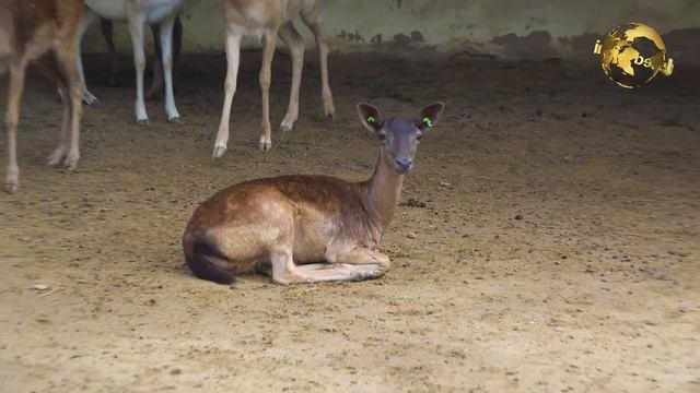 Exotic Animals Zarafa (giraffe) Fellow Deer Oryx Deer Black Buck Deer Addax dear Stream Big Deer смотреть онлайн
