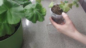 Безопасный полив пеларгоний черенков и взрослых растений!
