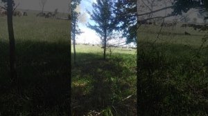 Фасциолёз у овец