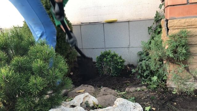 Пересадка самшита осенью смотреть онлайн