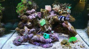 Морской аквариум 100 литров