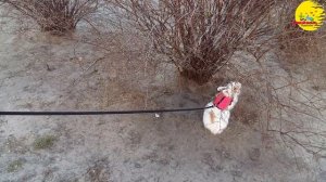 Карликовый кролик Тишка, прогулка на поводке