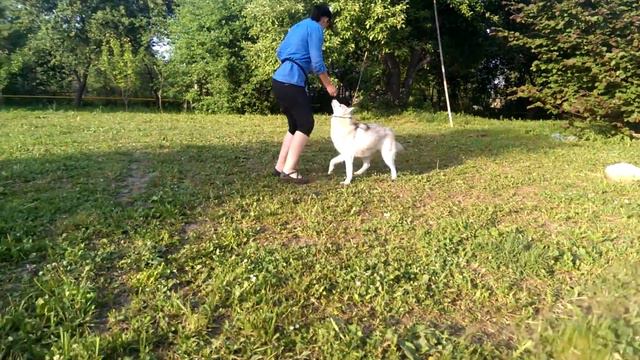 Marahuta Bermuda Little Secret 1 year