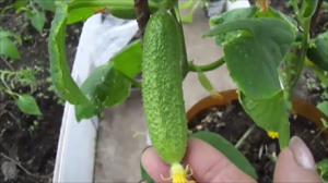 С Днём Победы, друзья!!! Что делаю на грядке с перцем.