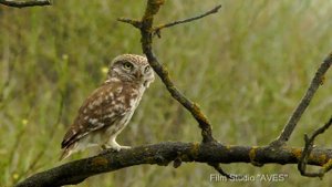 Сыч домовый - голос | Film Studio Aves