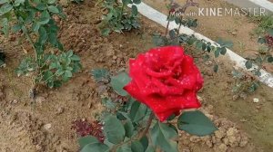 Top 50 Hybrid Tea Roses, Best Hybrid Tea Roses Collection @Farming Ideas, #Gardening