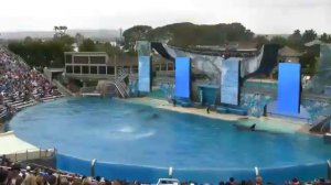 Shamu - Шоу касаток