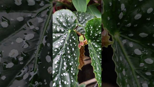 Begonia plant / beautiful polka dot