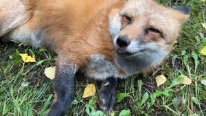 Алиса - Лиса / Прикольные Моменты с Алисой ч. 173 / Alice the Fox