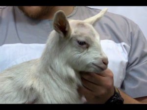 18+ Обезроживание козлят методом прижигания. Образовательное видео