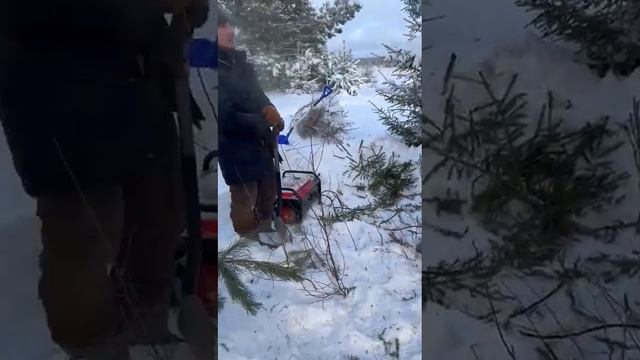 Крупномеры ели, голубой ели и сосны обыкновенной от ГрандВуд смотреть онлайн