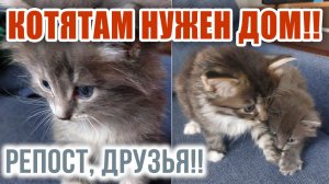 КОТЯТАМ нужен ДОМ❗❗ Домашние малыши, 1 мальчик и 3 девочки,  РЕПОСТ, ДРУЗЬЯ❗❗