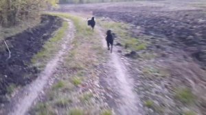 ЛАЙКА РАБОТА ПО КОСУЛЕ.