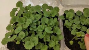 Размножение пеларгонии семенами