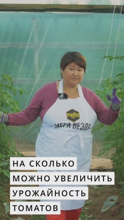 Можно ли повысить урожайность томатов в 5-10 раз?  #дача #огород #garden #сад #лето  #овощи #томаты