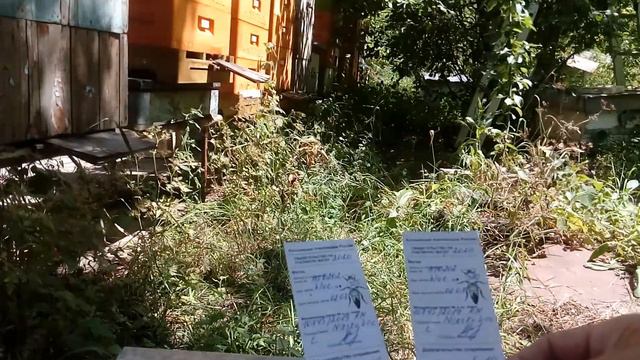 Сегодня на пасеке. 22 июля 2020 г. Пришли матки ИО из 5 две мертвые.