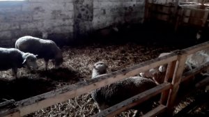 Случка овец, овцы породы прекас, лучшее время для случки овец