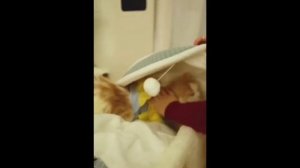 С?мешная озвучка животных ?#8