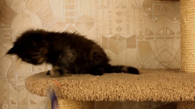 Мейн-кун черепахового окраса смотреть онлайн