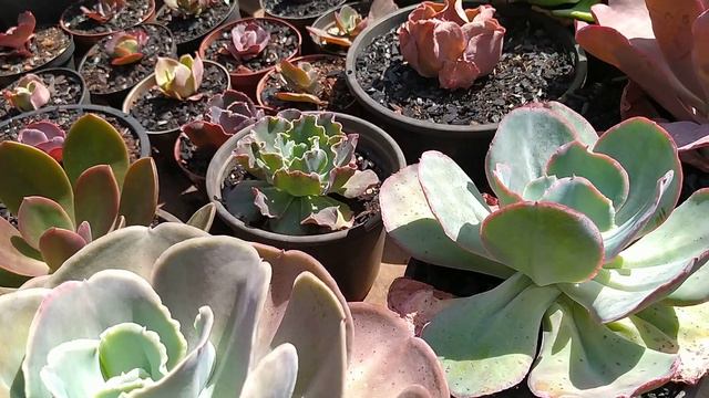 echeveria México? suculentas com dicas? como estão as suculentas? смотреть онлайн
