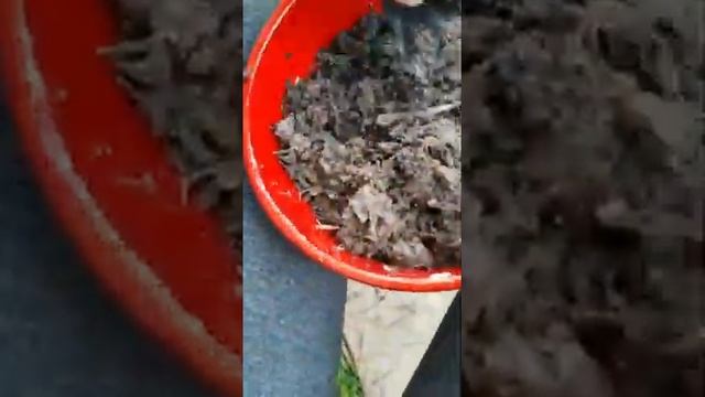 Сажаем манго дома! смотреть онлайн