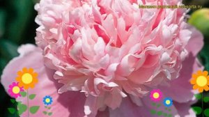 Пион молочноцветковый Монс. Джулес Ели. Краткий обзор, описание paeonia lactiflora Mons. Jules Elie