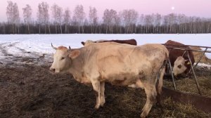 Утренняя дойка телятами