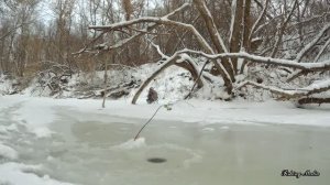 Ловля налима на реке - руководство от А до Я.