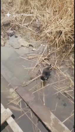 НАПАЛИ КИСКИ #АНАПА