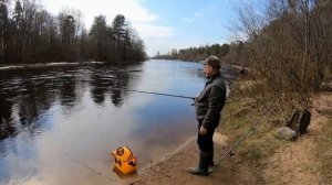 Активный клёв Ельца. Рыбалка на Чёрной речке, под Зеленогорском.