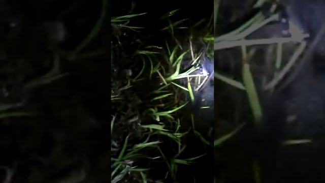 Лягушки размножаются смотреть онлайн