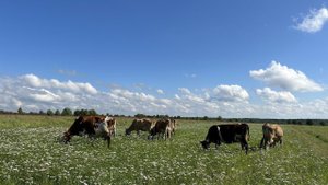 Истрепали все нервы: грибники и соседи. Как уберечь свои поля?